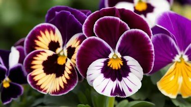 Amor-perfeito em destaque