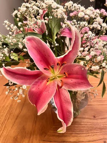 Lírio rosa em arranjo