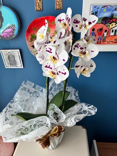 Orquídeas para presentear